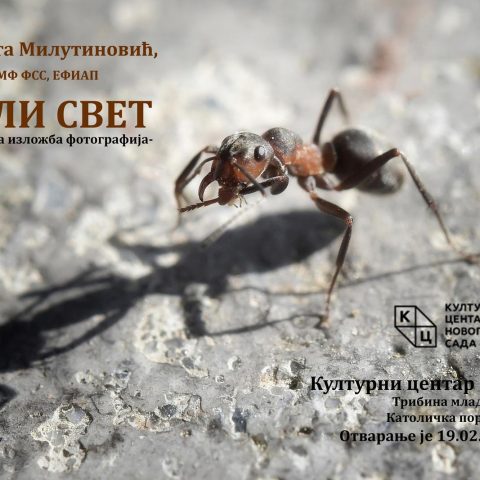 Izložba fotografija „Mali svet“ autorke Violete Milutinović