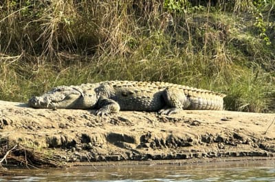 Crocodile in chitwan national park rapti river