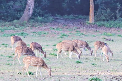Deers in Chitwan national park