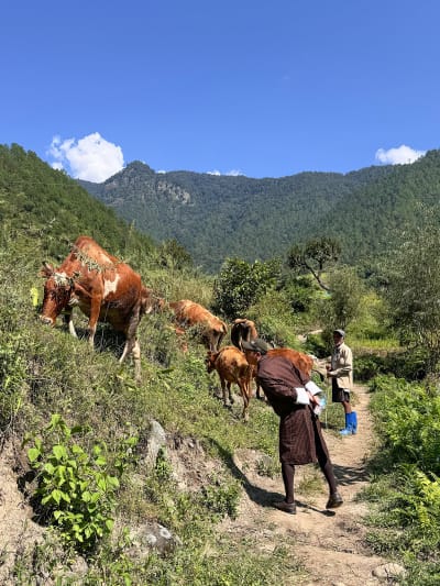Local life with cows in bhutan wyekmc