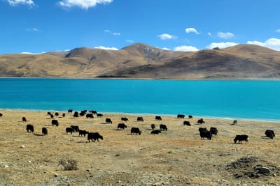 Yamdrok Lake with yaks