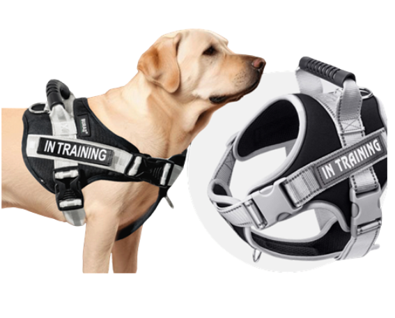 DAILY WALK BODY HARNESS 
