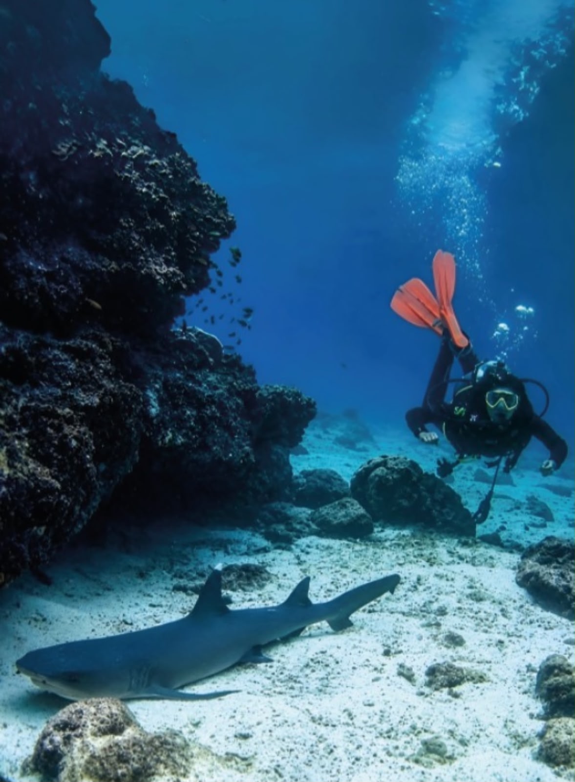 Tours de Buceo