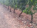 V Rioji je najboljše vino, ker so najboljši kamni