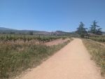 Navarrete