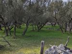 Oljčni nasadi 