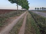 Več kot 25 km drevoreda