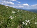 Narcise na Vremščici