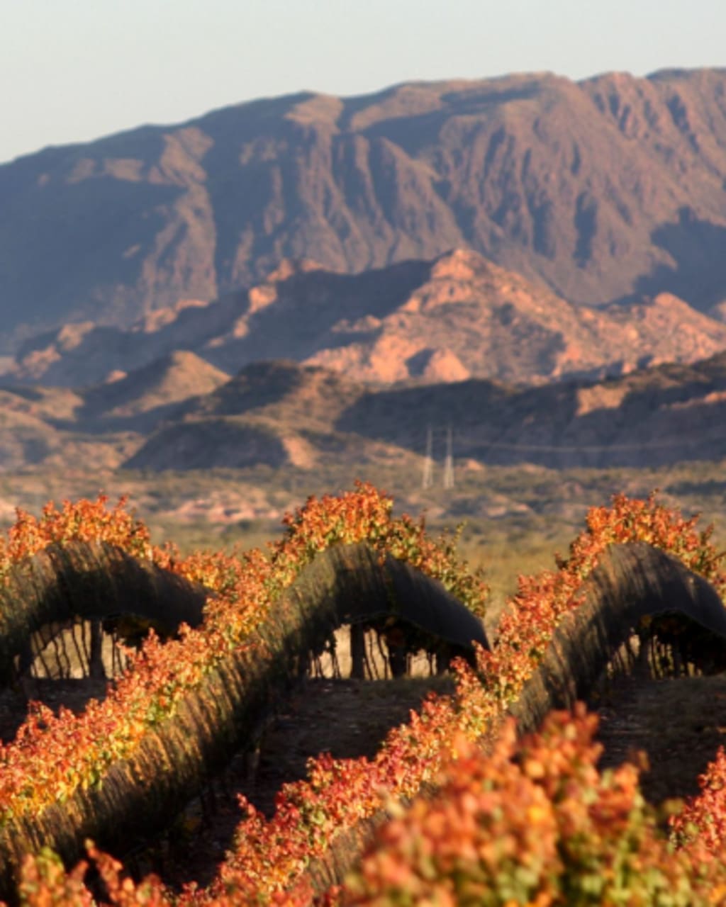 Excursión CAMINOS del VINO en Mendoza Capital