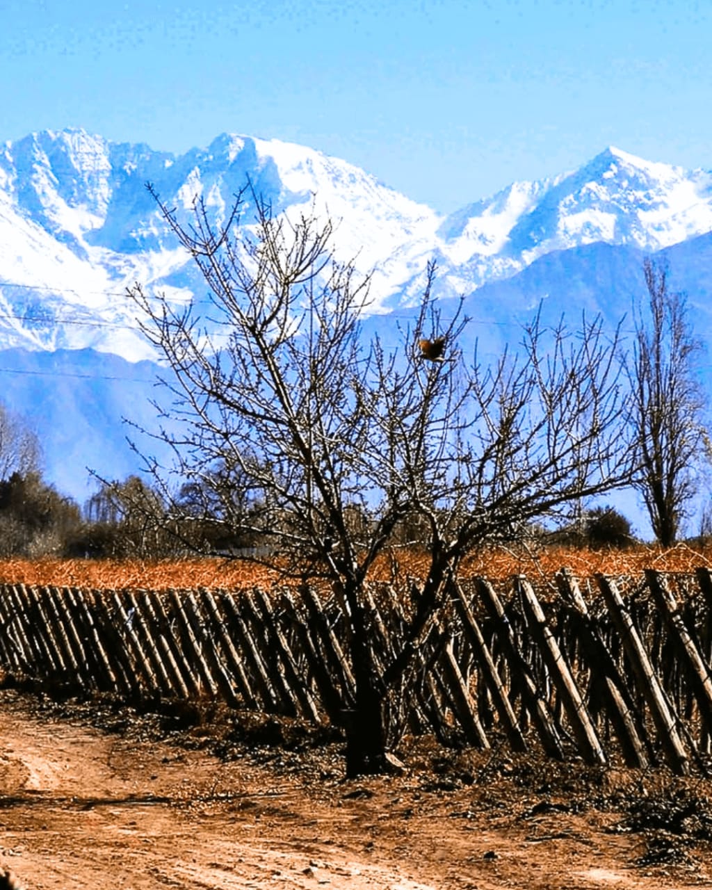 Valle de Uco en Invierno