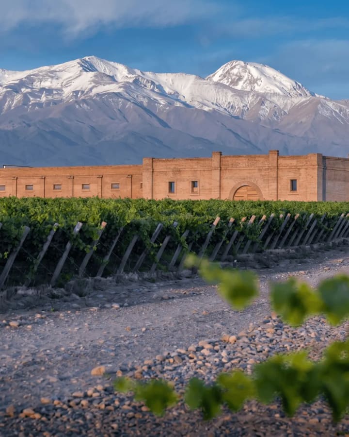 Almuerzo en Bodega de Alta Gama en Mendoza