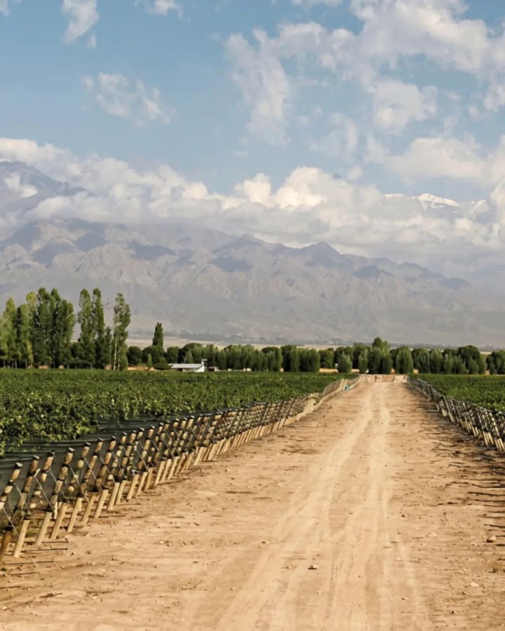 Excursión bodega con almuerzo en mendoza capital