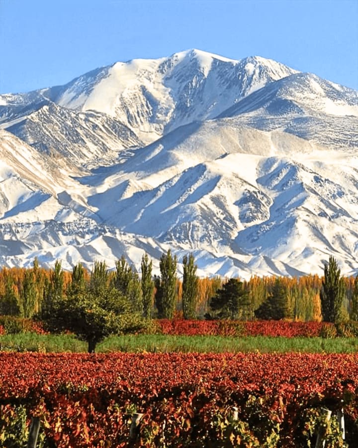 Vinos de Valle de Uco