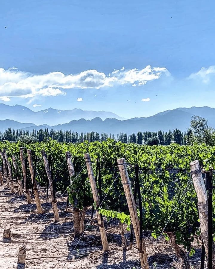Degustacion en bodegas tradicionales de San Rafael