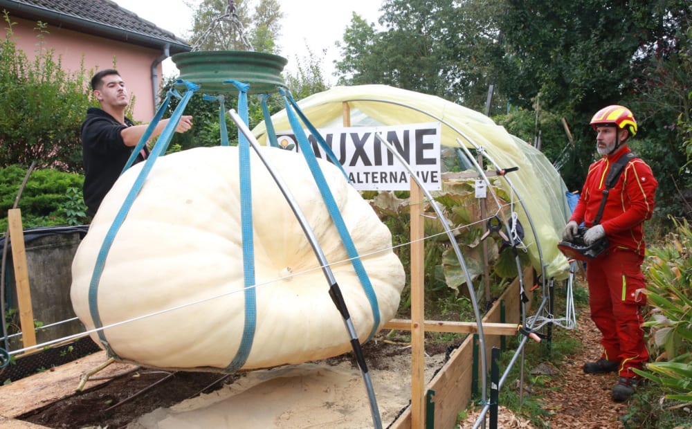 Potiron géant préparé pour la pesée, sous serre