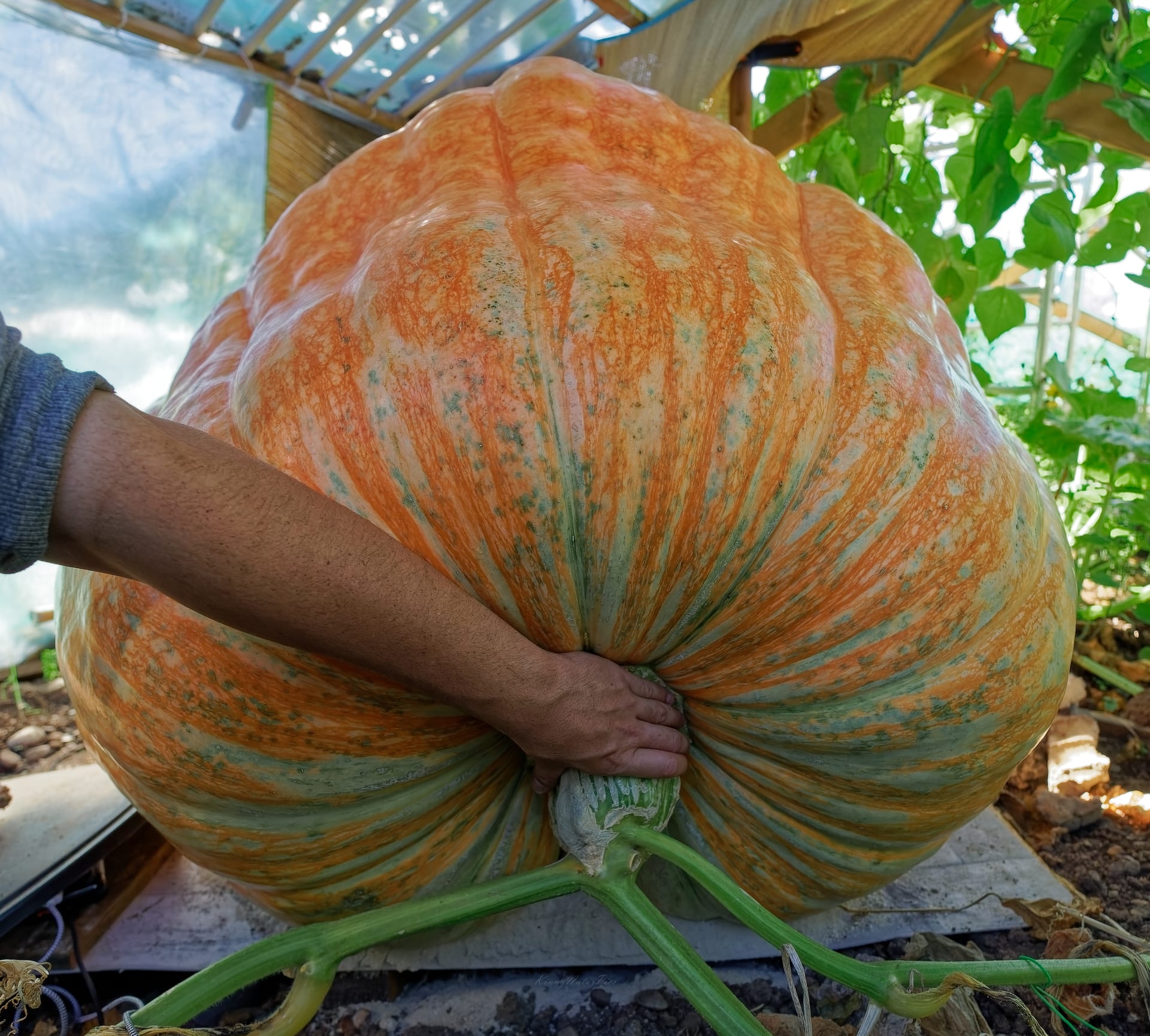 Une main posée sur le pédoncule d’un potiron géant sous serre : le fruit dépasse largement la longueur du bras.