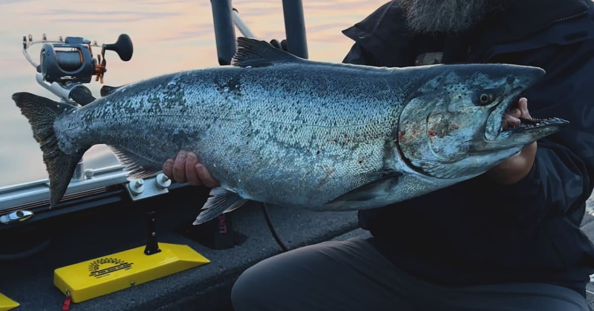 DISCOVERING King Salmon Fishing x 2 2023 Black Bear Hunting