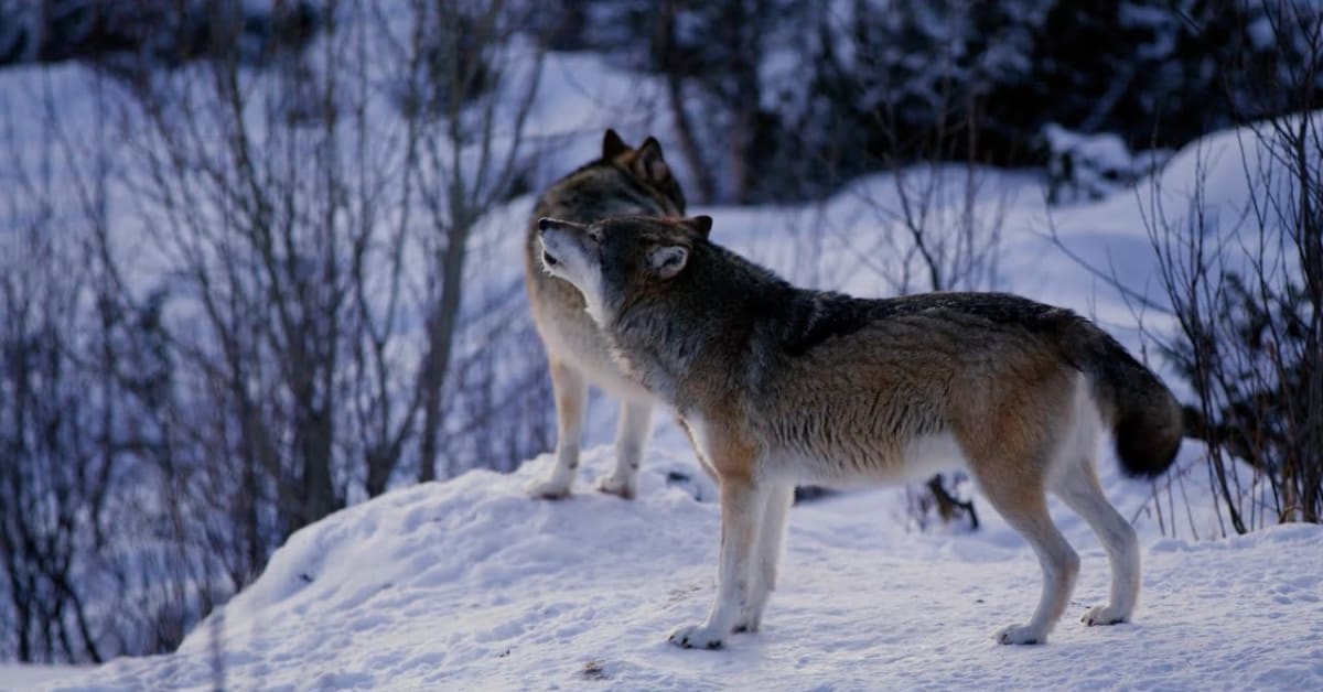 DISCOVERING | 2022 DNR Wolf Survey | Teal Lake Ice Fishing Derby ...