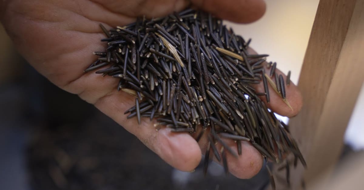 DISCOVERING Manoomin Wild Rice The Manoominator Discover the U.P.