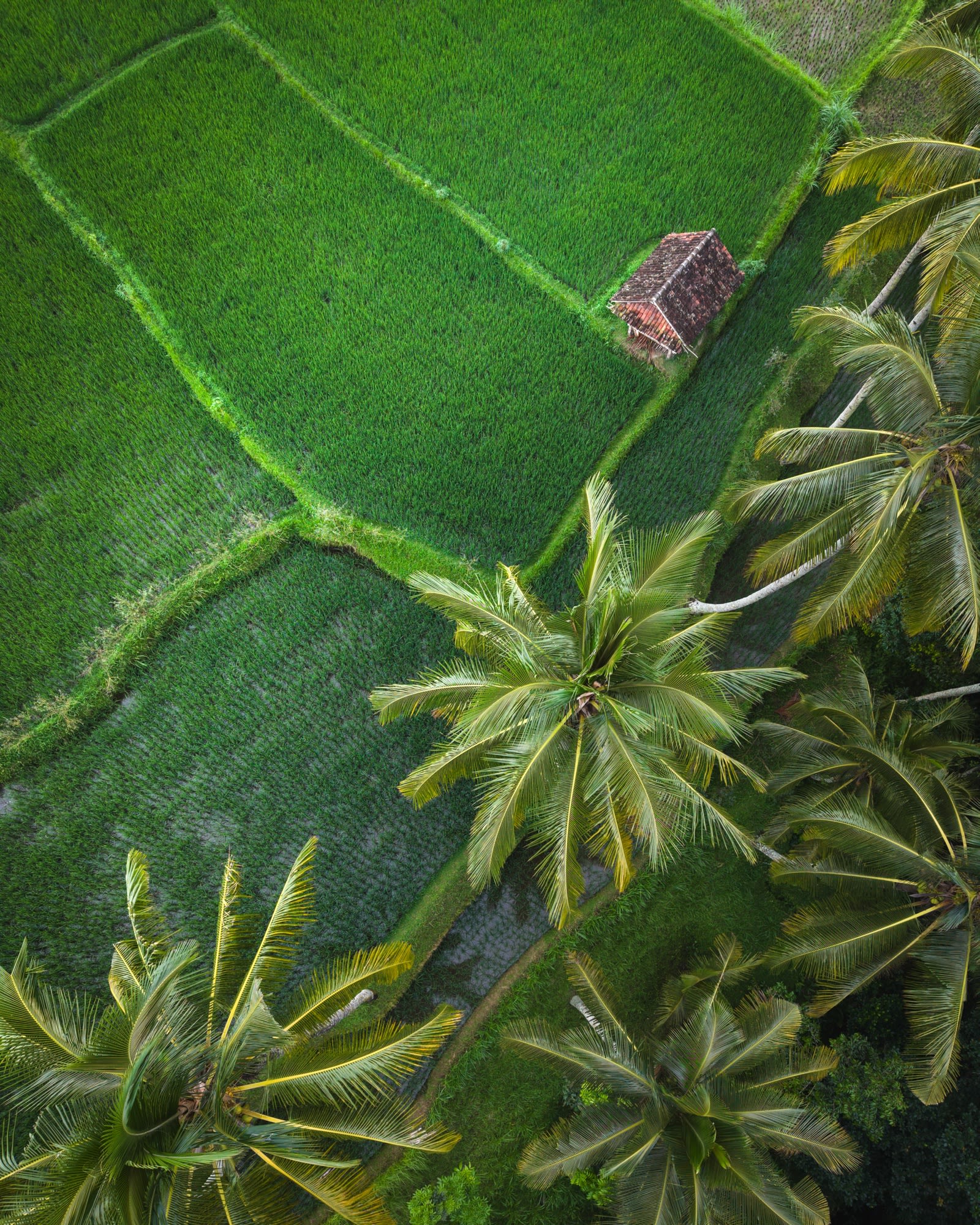 Lombok aerial