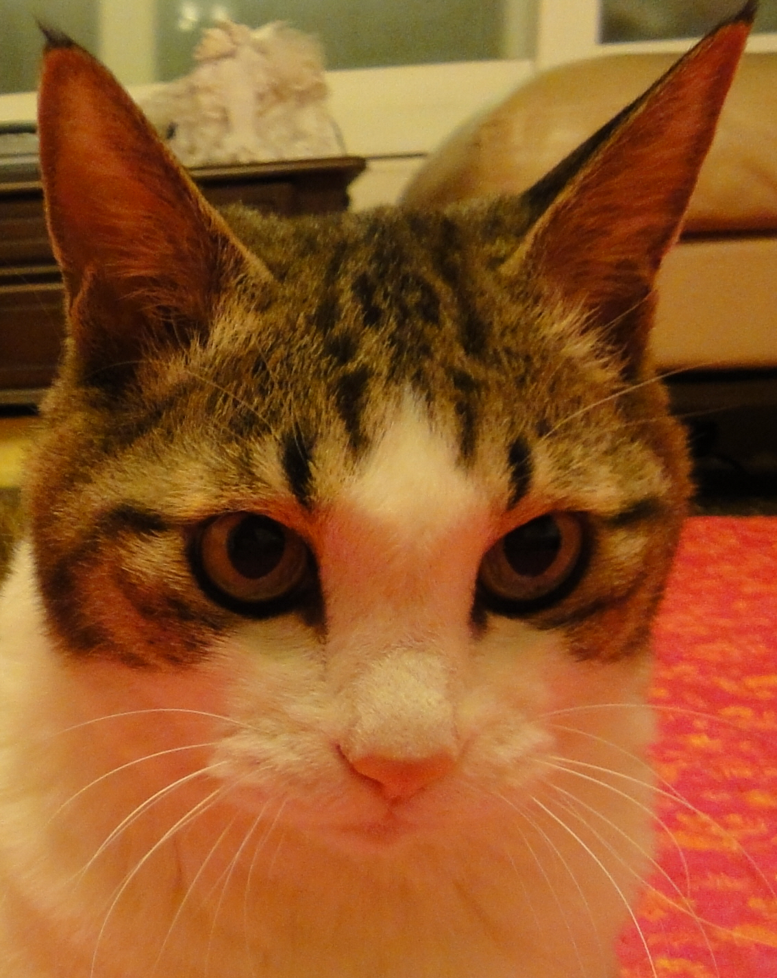 Yahongの家のねこ