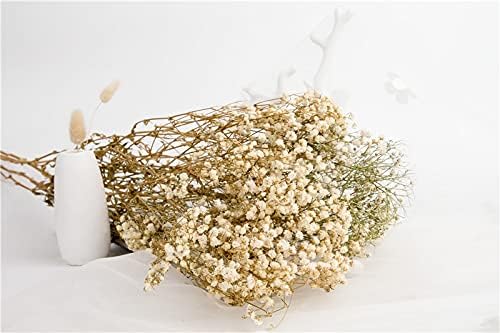 Vue 5 de Yiwoyi Fleurs Sechees Naturelles