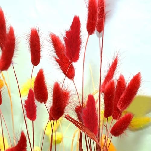 Vue 3 de Huaesin Pcs Fleurs Sechees