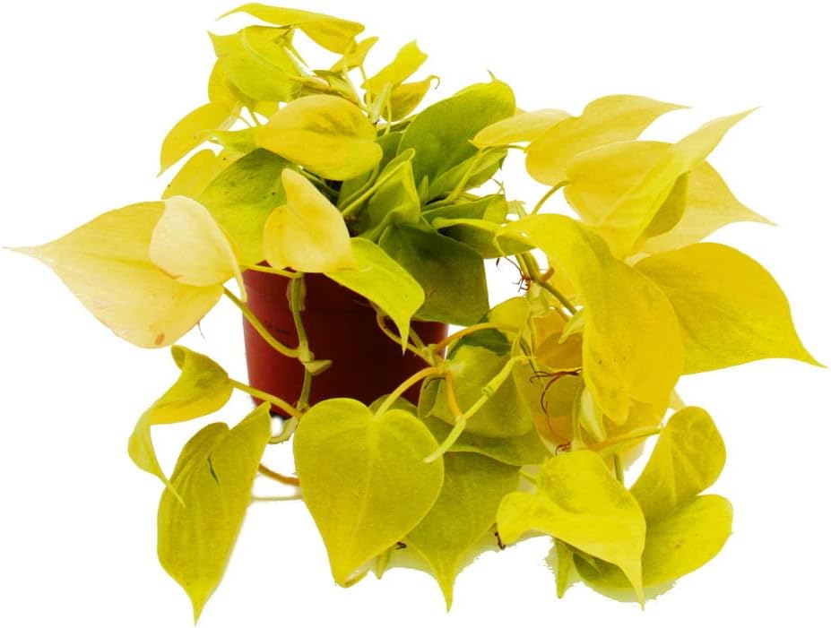 Exotenherz Philodendron Scandens Lime