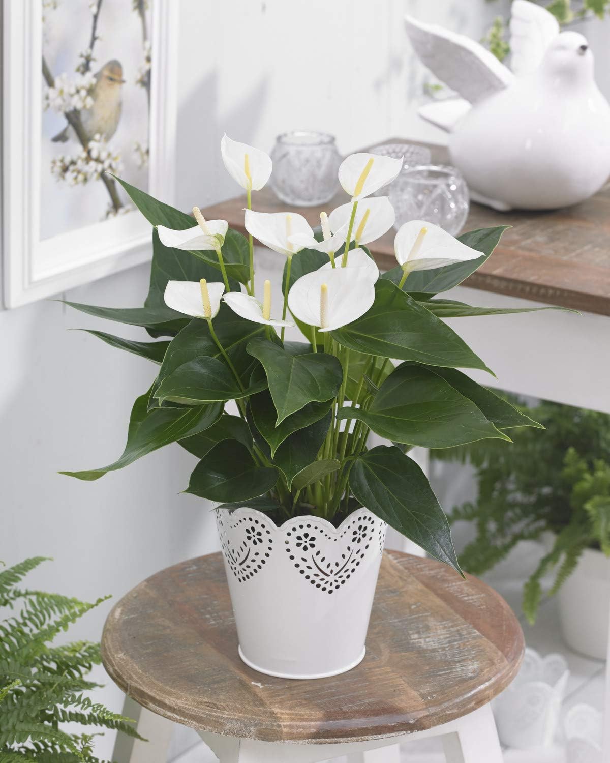 Anthurium Blanc Langue De