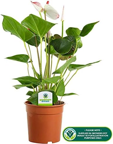 Vue 2 de Anthurium Blanc Langue De
