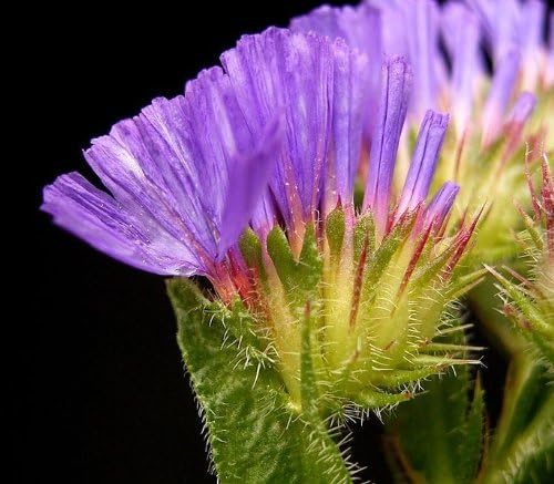 Vue 4 de Pacific Mix Statice Sinuata