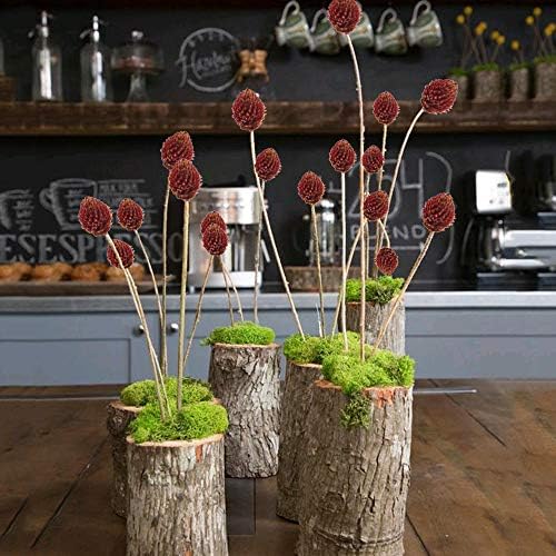 Vue 6 de Huaesin Tiges Fleurs Sechees