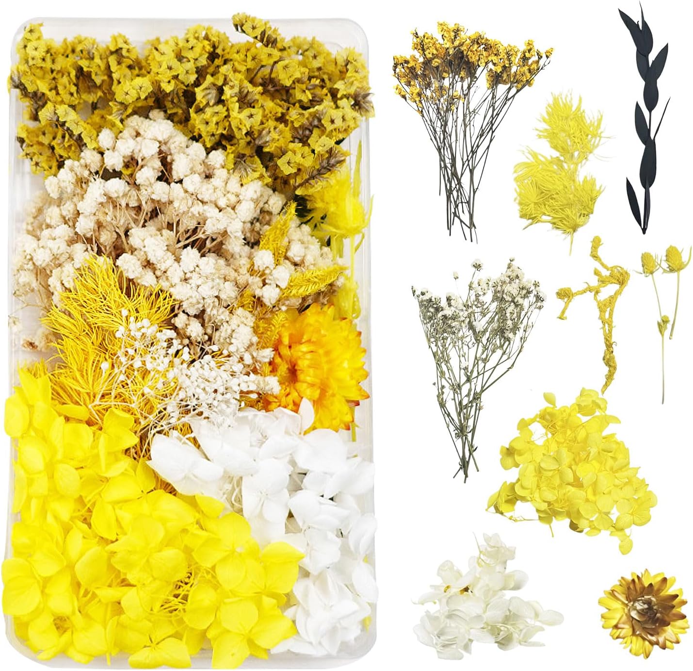 Fleurs Sechees Fleur Sechees