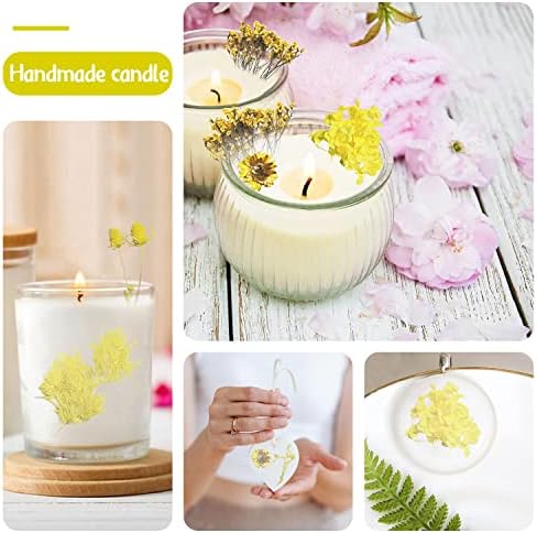 Vue 5 de Fleurs Sechees Fleur Sechees