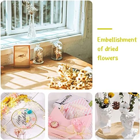 Vue 6 de Fleurs Sechees Fleur Sechees