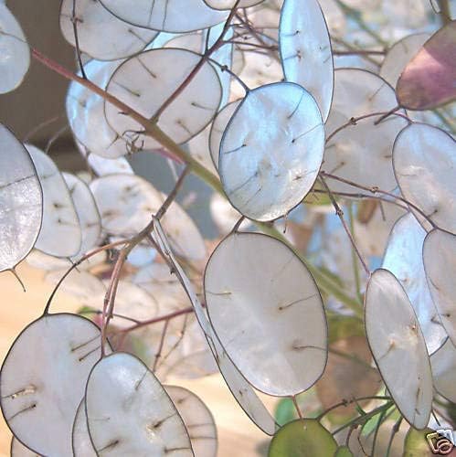 Agrobits Lunaire Graines Monnaie