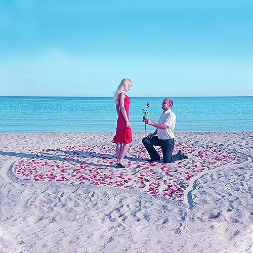 Vue 4 de Hxjdam Gpetales De Roses