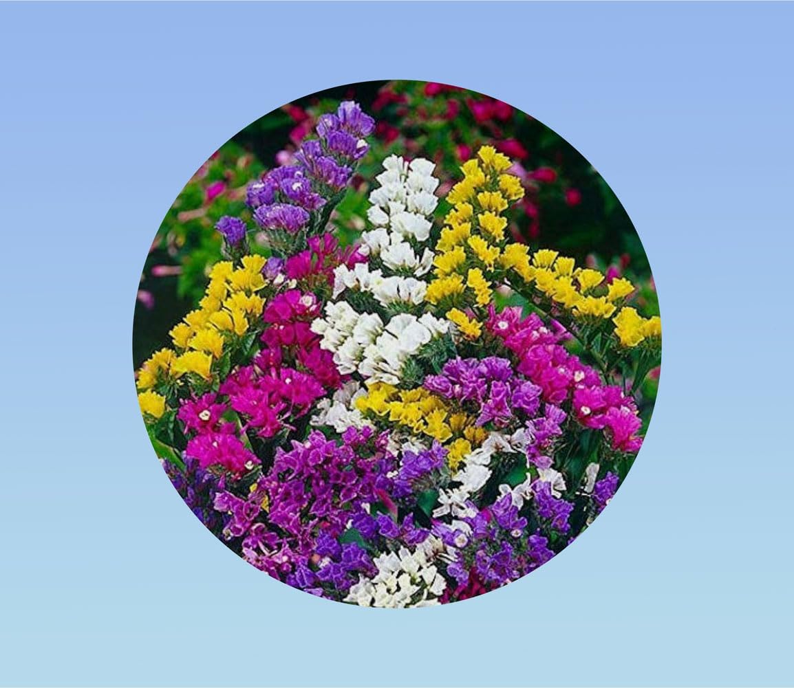 Graines Statice Mixtes Hybride