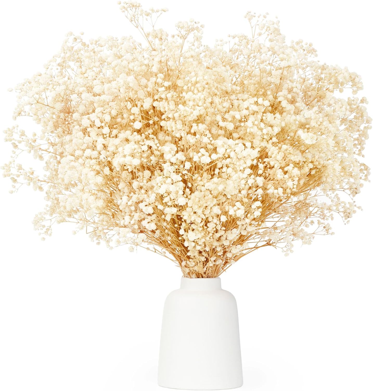 Gypsophile Seche Fleurs Sechees