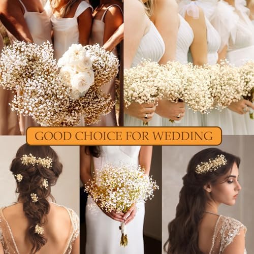 Vue 2 de Gypsophile Seche Fleurs Sechees