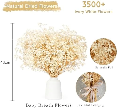 Vue 4 de Gypsophile Seche Fleurs Sechees