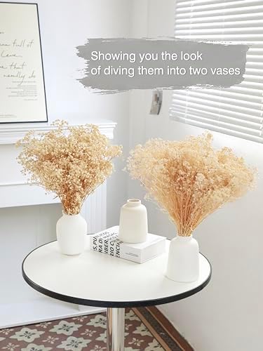 Vue 6 de Gypsophile Seche Fleurs Sechees