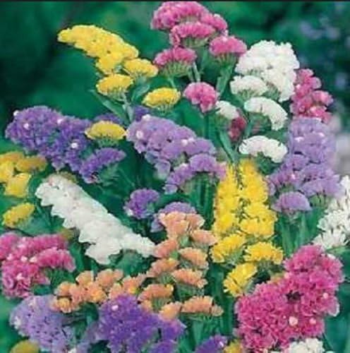 Statice Pacifique Couleurs Melangees