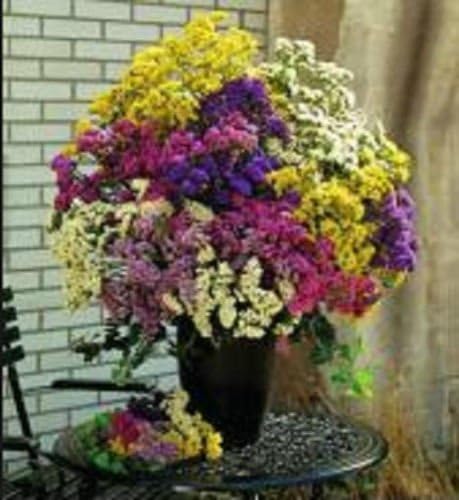 Vue 2 de Statice Pacifique Couleurs Melangees