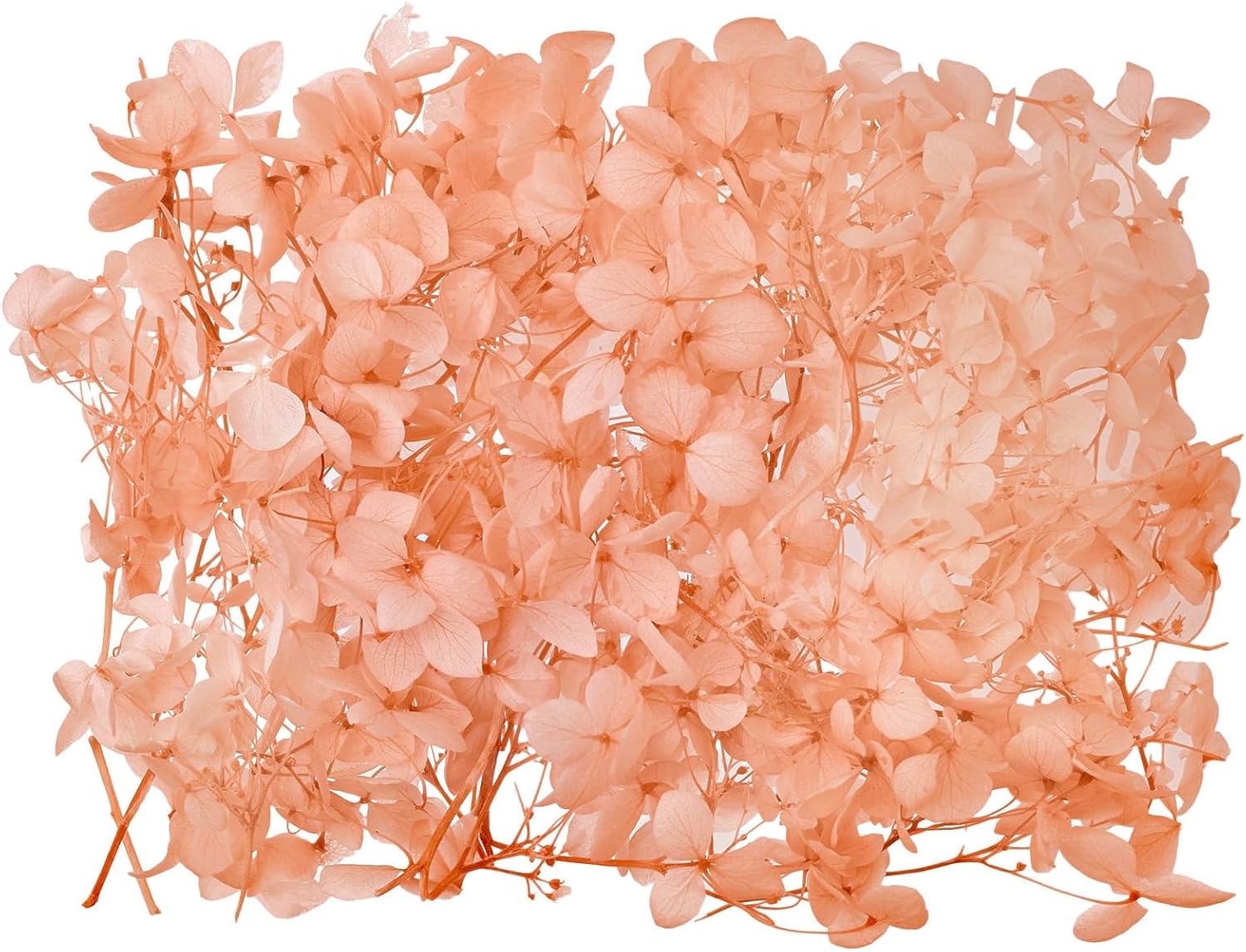 The Baked Studio Kit