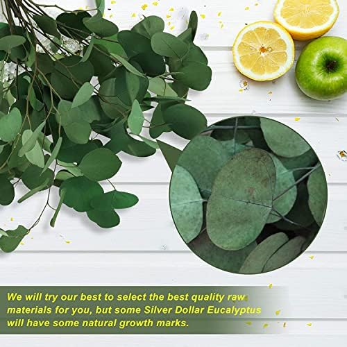 Vue 5 de Oning Eucalyptus Seche Pour