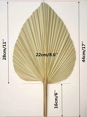 Vue 2 de Dongarts Feuilles De Palmier