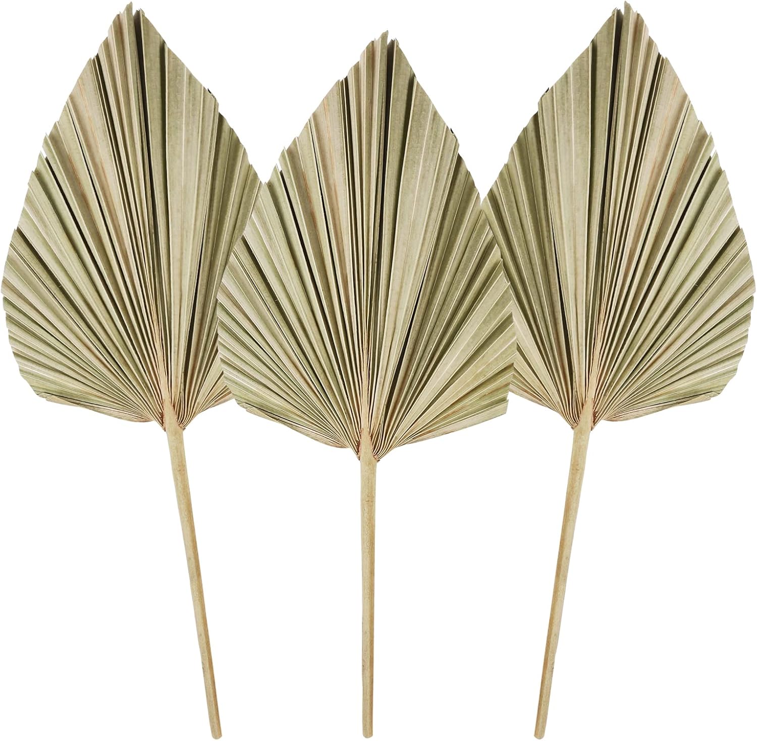 Pcs Feuilles De Palmier