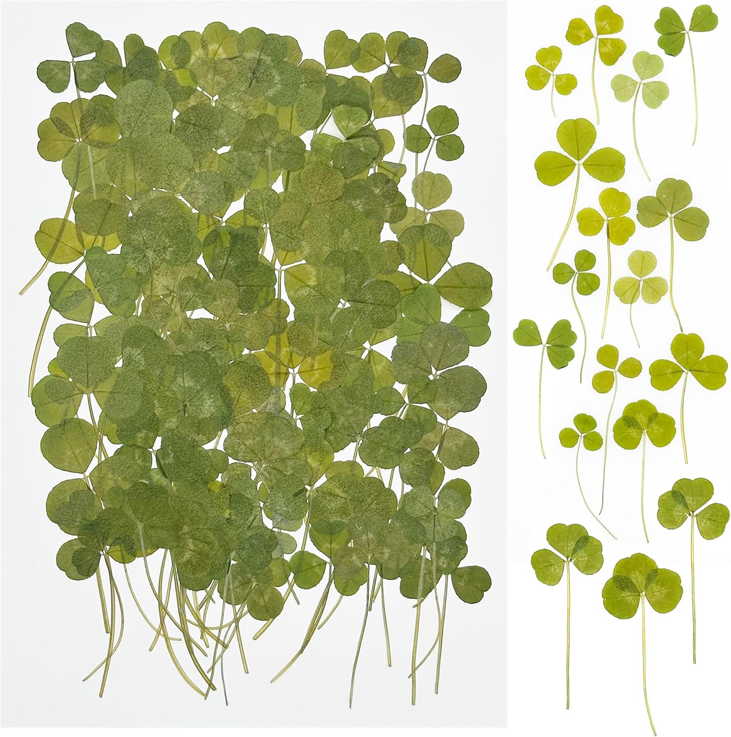 Cayway Pcs Feuilles Naturelles