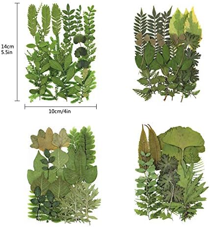Vue 2 de Pcs Feuilles Sechees Pressees